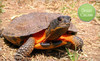 American Tortoise Rescue Coupons Malibu, California Deals