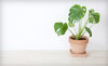 The Garden House Coupons San Mateo, California Deals