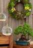 ProPlants.com Coupons  Deals