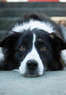 Ma & Paws Coupons Watchung, NJ Deals