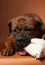 Palm Beach Pet Expo Coupons West Palm Beach, FL Deals