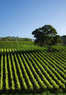 Hilton Sonoma Wine Country Coupons Santa Rosa, CA Deals