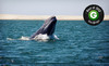 San Diego Whale Watch Coupons San Diego, California Deals