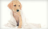 TNT Pet Services Coupons Wichita, Kansas Deals