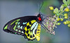 The Butterfly Place Coupons Westford, Massachusetts Deals