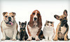 Kritter Kutz Coupons Monticello, Iowa Deals