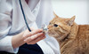 Wilkinson Animal Hospital Coupons Gastonia, North Carolina Deals