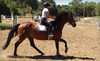 Nighthorse Farm Coupons Elk Grove, California Deals