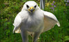 Great Valley Nature Center Coupons Devault, Pennsylvania Deals