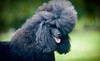 Dog Gone Fancy Coupons Olive Branch, Mississippi Deals