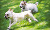 The Hound Lounge Coupons Saskatoon, Saskatchewan Deals