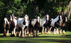 The Gypsy Gold Farm Coupons Ocala, Florida Deals