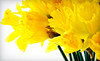 Terry's Enchanted Garden Coupons Detroit, Michigan Deals