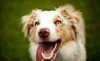 Shambley Veterinary Clinic Coupons Summerville, South Carolina Deals