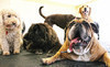 Pappy's Pet Lodge Coupons Roanoke, Texas Deals