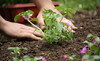Rosedale Gardens Coupons Gig Harbor, Washington Deals