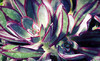 Leucadia Succulents Coupons Encinitas, California Deals