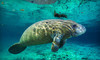 Adventure Diving Coupons Crystal River, Florida Deals