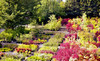 Greer Gardens Coupons Eugene, Oregon Deals
