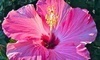 Garden World Coupons Flushing, New York Deals