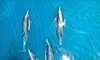 Channel Islands Whale Watching Coupons Oxnard, California Deals