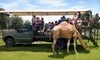 Safari Wilderness Ranch Coupons Lakeland, Florida Deals