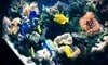 Ocean Explorium Coupons New Bedford, Massachusetts Deals