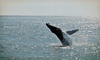 Cape May Whale Watch & Research Center Coupons Cape May, New Jersey Deals