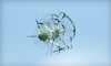Accurate Auto Glass of America Coupons Green Bay, Wisconsin Deals