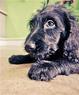 Rad Dog Pet Salon & Services Coupons Jacksonville, FL Deals