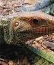 Great Lakes Zoological Society Coupons Ann Arbor, MI Deals