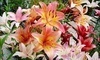 Peanut Centre Nursery Coupons Leamington, Ontario Deals