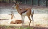 Santa Fe College Teaching Zoo Coupons Gainesville, Florida Deals