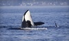 Outer Island Expeditions Coupons Eastsound, Washington Deals