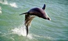 Dolphin Racer Speedboat Adventure Coupons St. Petersburg, Florida Deals