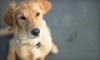 Cutler Bay Animal Clinic Coupons Cutler Bay, Florida Deals