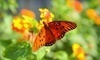 The Butterfly Zoo Coupons Tiverton, Rhode Island Deals