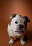 Pawdners Doggie Daycare Coupons Englewood, CO Deals