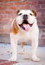 Dog On It Doggie Daycare & Boarding  Coupons Fort Lee, NJ Deals
