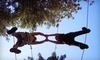 Adventure Dynamics Coupons Nine Mile Falls, Washington Deals