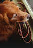 5 Star Pet Service Coupons Stamford, CT Deals