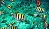 Reef Roamer and Quicksilver Catamarans Coupons Key Largo, Florida Deals