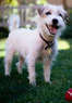 Veterinary Group of Chesterfield Coupons Chesterfield, MO Deals