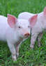 Bee Family Centennial Farm Coupons Fort Collins, CO Deals