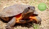 American Tortoise Rescue Coupons Malibu, California Deals