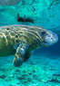 Dolphin Paradise Tours Coupons Merritt Island, FL Deals