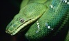Repticon Coupons Chalmette, Louisiana Deals