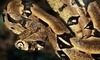 Little Ray's Reptile Zoo Hamilton Coupons Hamilton, Ontario Deals