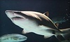 SEA LIFE Minnesota Aquarium Coupons Minneapolis, Minnesota Deals