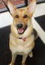 Canine Suds and Go Coupons Coral Springs, FL Deals